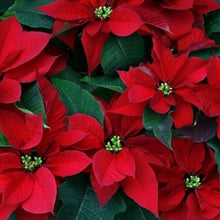 Load image into Gallery viewer, Day 14, POINSETTIA. The Poison Garden