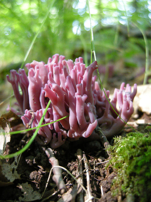 A Year of Fungi - FEBRUARY  Ramaria (coral fungi)