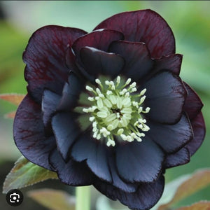 Day 2, BLACK HELLEBORE. The Poison Garden