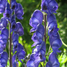 Load image into Gallery viewer, Day 24, MONKSHOOD. The Poison Garden