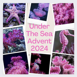 Under The Sea DAILY Advent Calender PREORDER full payment