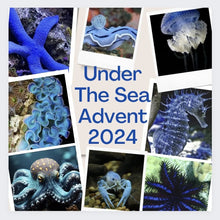 Load image into Gallery viewer, Under The Sea DAILY Advent Calender PREORDER full payment
