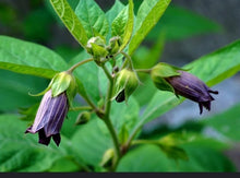 Load image into Gallery viewer, Day 6, DEADLY NIGHTSHADE The Poison Garden
