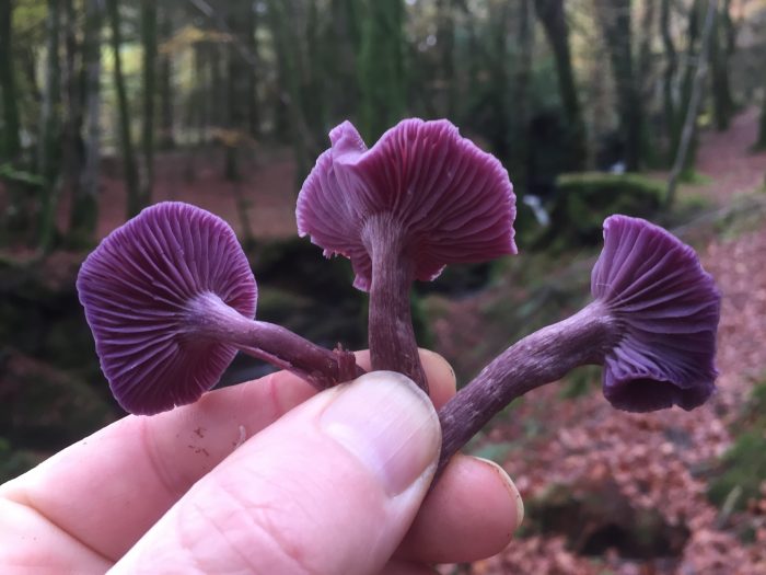 A Year of Fungi - October - Amethyst Deceiver
