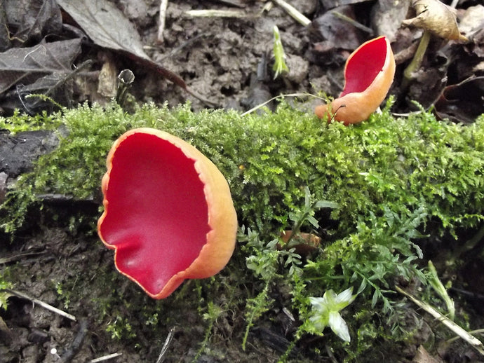 A Year of Fungi - August - Scarlet Elfcup
