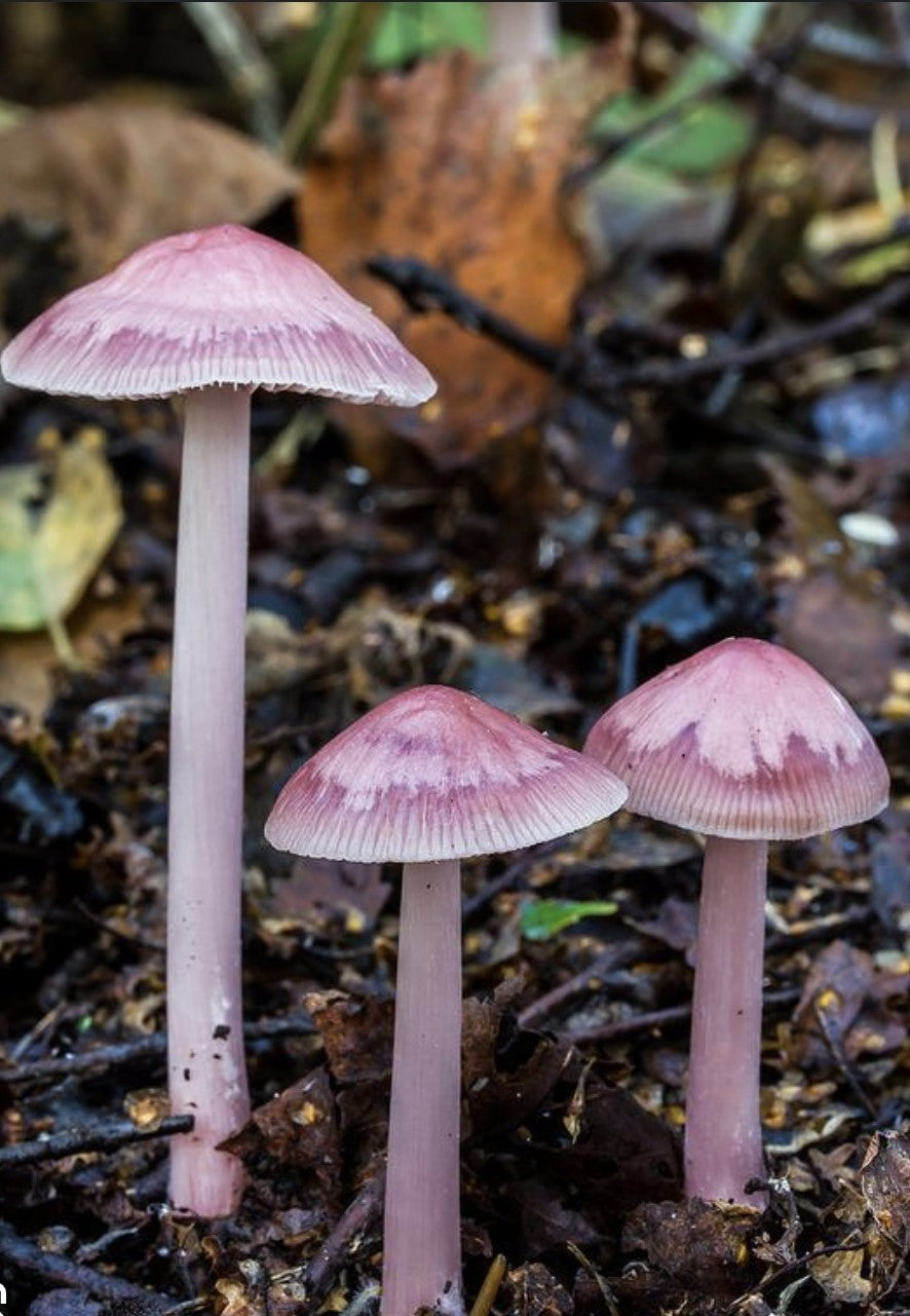 A Year of Fungi - JANUARY Rosy Bonnet