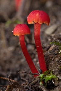 A Year of Fungi - MAY - Vermilion Waxcap or Miniature Waxy Cap