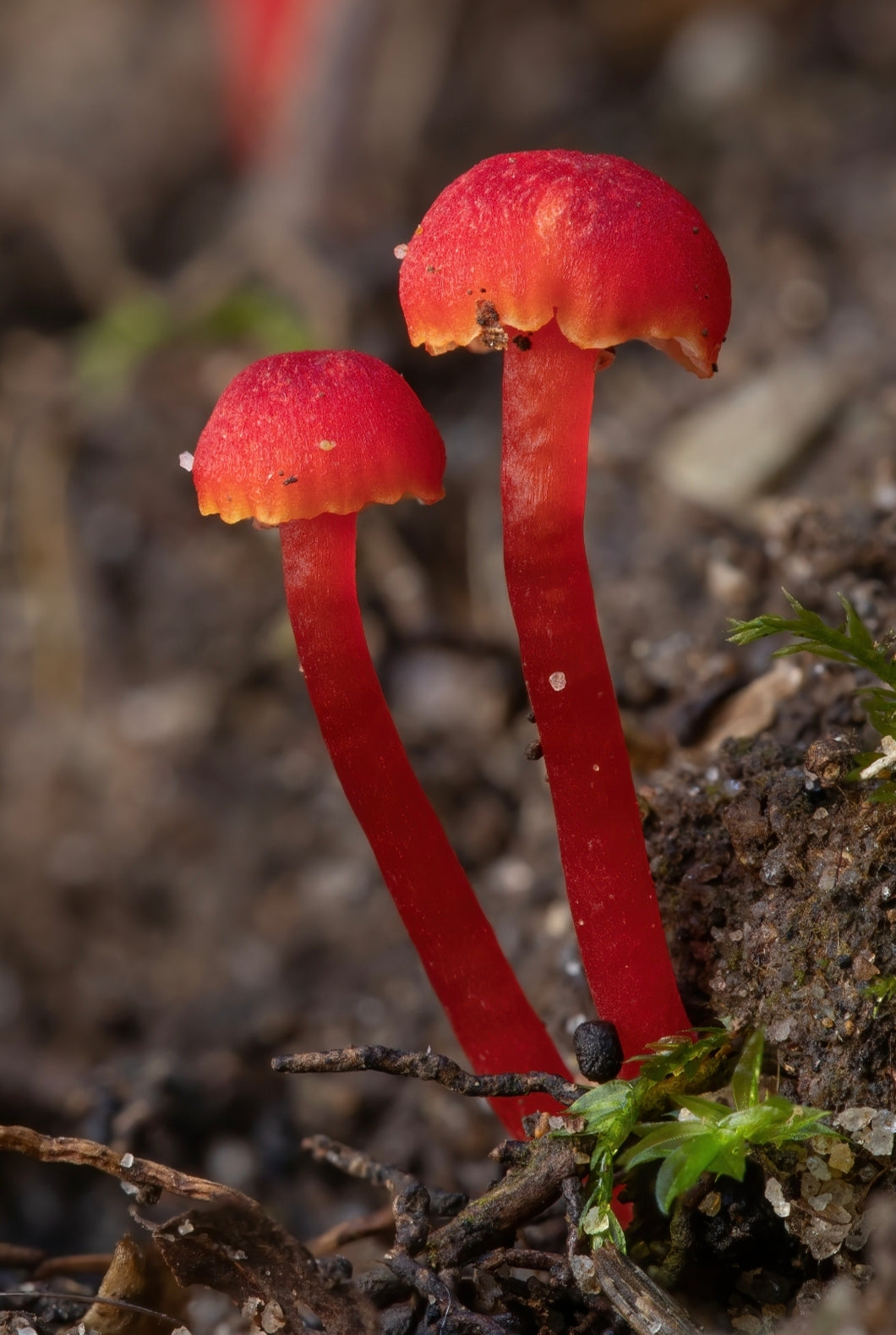 A Year of Fungi - MAY - Vermilion Waxcap or Miniature Waxy Cap