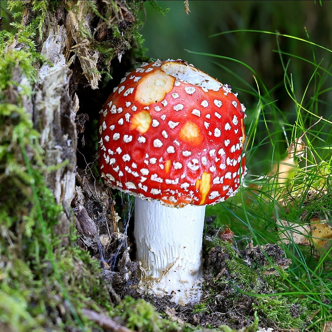 A Year of Fungi - JULY - Fly Agaric (preorder)