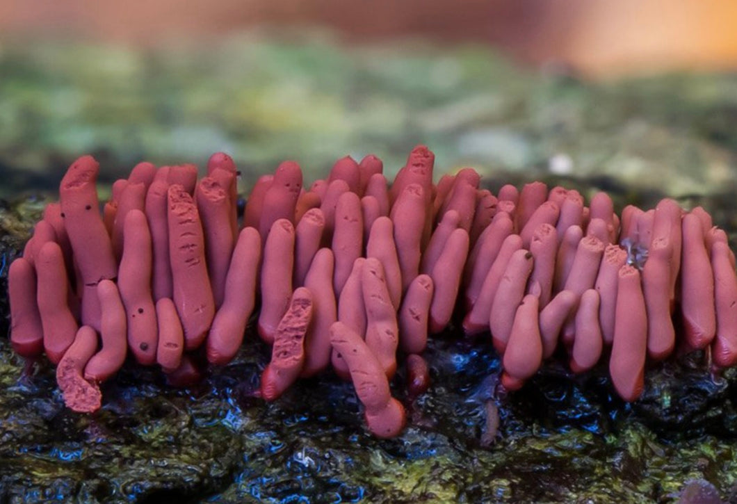 A Year of Fungi - September - Slime Mould